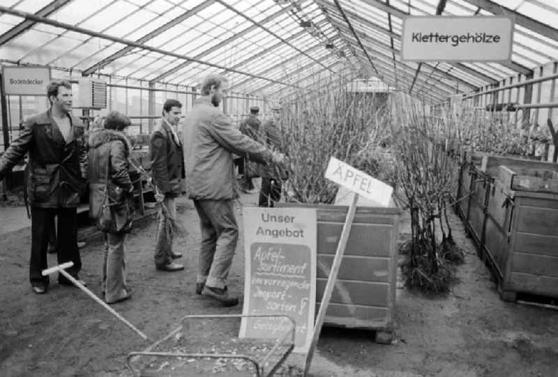 Autumn sales of young apple trees and other plants in the nursery garden Spaeth in Berlin, the former capital of the GDR, German democratic republic