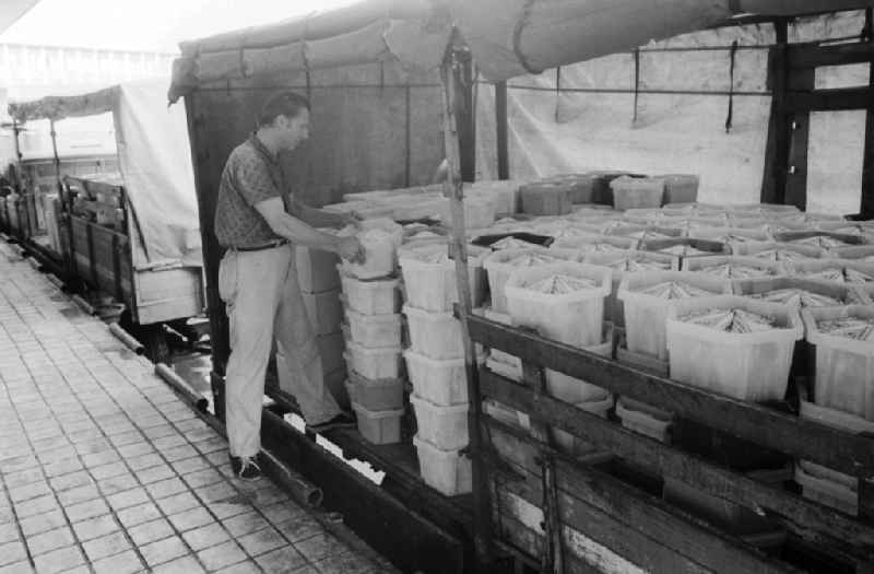 An employee of the milk court VEB Berlin load in the Verladerampe a pickup van with milk bags in Berlin, the former capital of the GDR, German democratic republic
