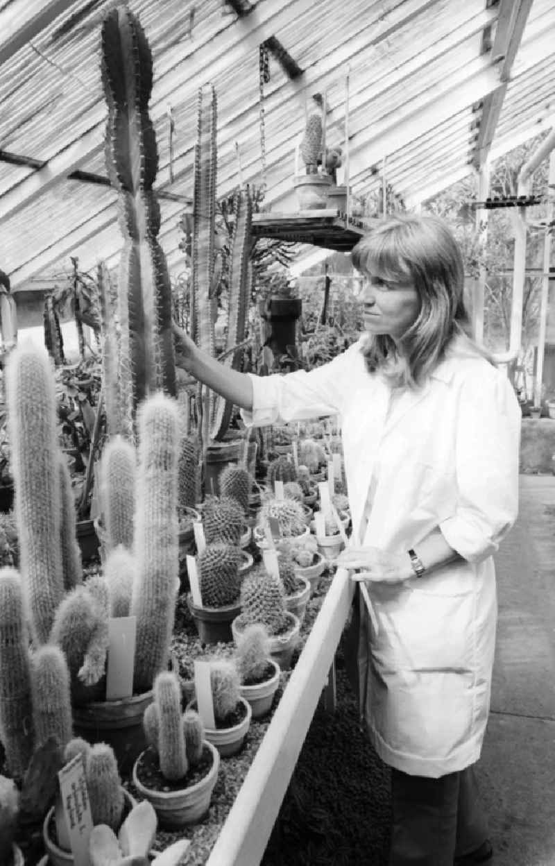 An employee controls the cactus breeding of the Spaeth - Arboretums on pest infestation in Berlin, the former capital of the GDR, German democratic republic