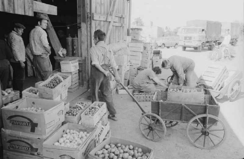 Fruit sales in an old barn in Old - Marzahn in Berlin, the former capital of the GDR, German democratic republic