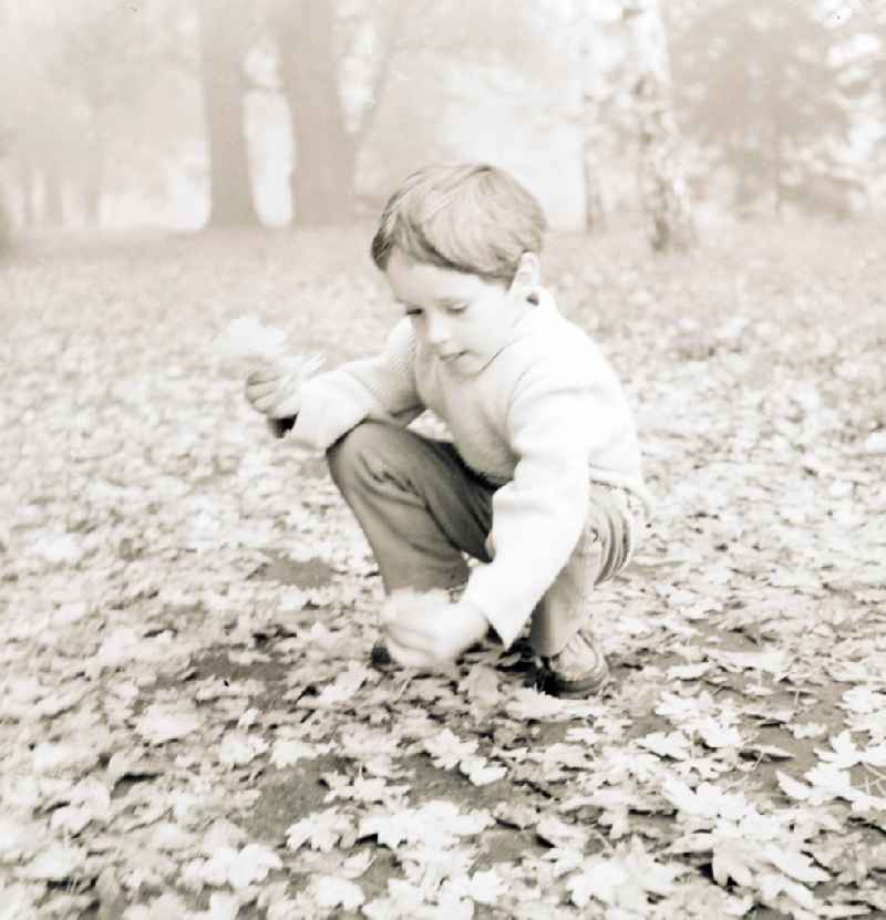 A small boy collects foliage sheets in a wood in Berlin, the former capital of the GDR, German democratic republic