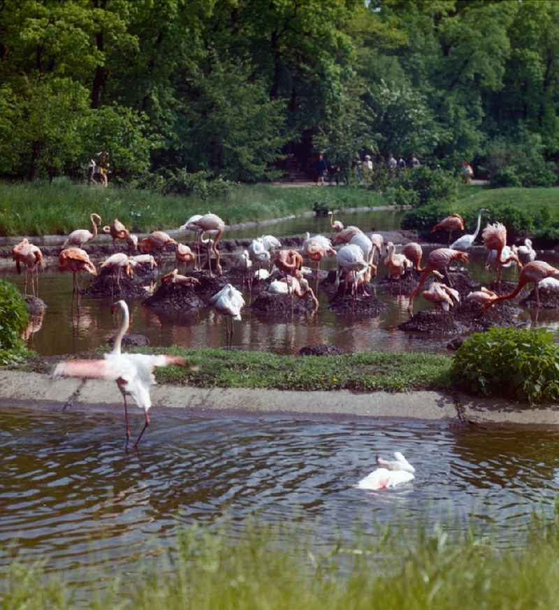 Enclosure of flamingos in the Berlin Zoo in Berlin, the former capital of the GDR, German Democratic Republic