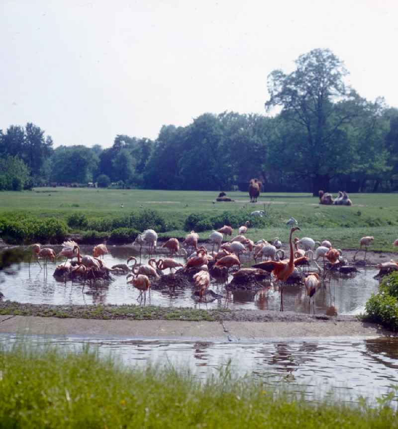 Enclosure of flamingos in the Berlin Zoo in Berlin, the former capital of the GDR, German Democratic Republic