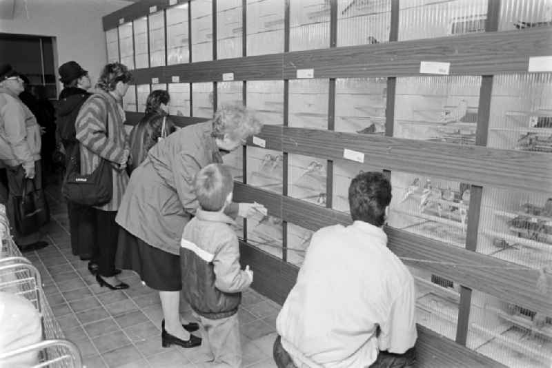 Pet shop / pet store in the Prenzlauer Berg district of Berlin, the former capital of the GDR, German Democratic Republic. Visitors / customers in the specialist shop in front of cages / aviaries with birds / ornamental birds such as cockatiels and budgies