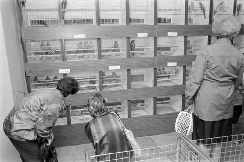 Pet shop / pet store in the Prenzlauer Berg district of Berlin, the former capital of the GDR, German Democratic Republic. Visitors / customers in the specialist shop in front of cages / aviaries with birds / ornamental birds such as cockatiels and budgies