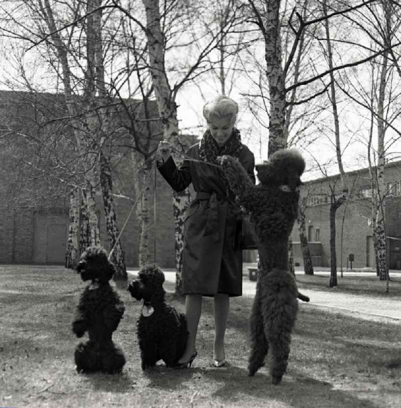 Christine Laszar, actress, with poodle in the park in the territory of the former GDR, German Democratic Republic