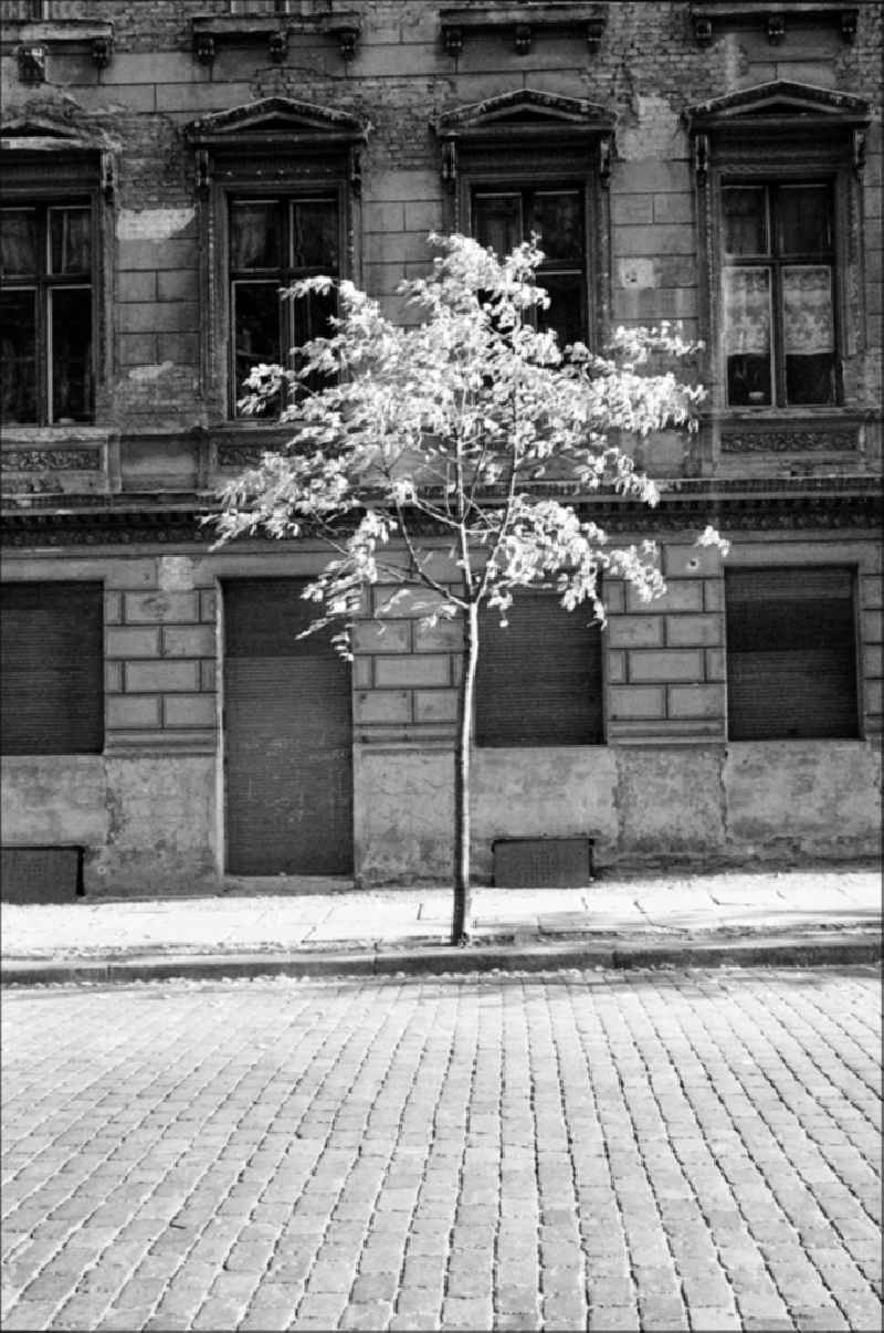 Decaying plaster and masonry areas on the facade with a flowering tree as a contrast in the Prezlauer Berg district in Berlin East Berlin in the area of the former GDR, German Democratic Republic
