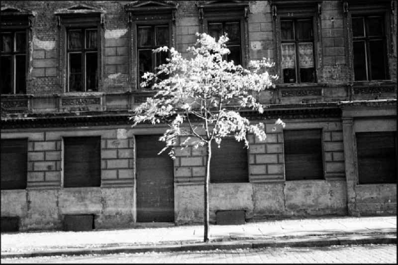 Decaying plaster and masonry areas on the facade with a flowering tree as a contrast in the Prezlauer Berg district in Berlin East Berlin in the area of the former GDR, German Democratic Republic