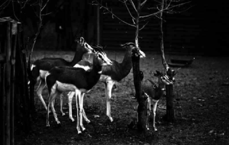 20.12.1982
Seltene Tiere im Tierpark (Berlin-Lichtenberg)

Umschlagnr.: 125