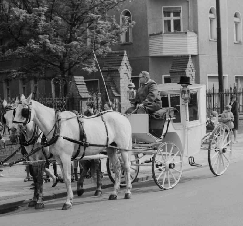 A wedding carriage in Berlin - Prenzlauer Berg. Pulling the coach of two white horses