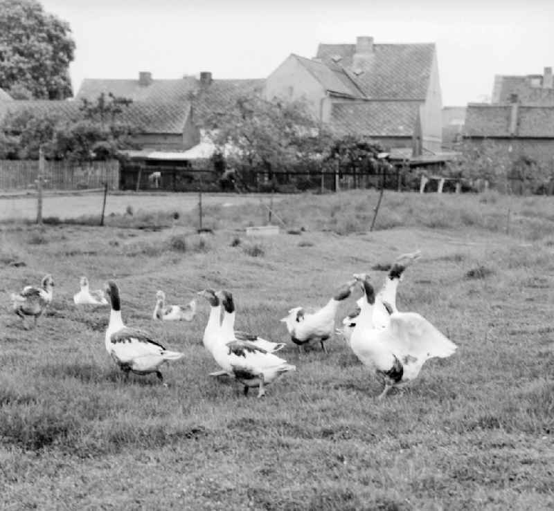 Freewheeling geese on a lawn in Birkholz in Saxony-Anhalt on the territory of the former GDR, German Democratic Republic