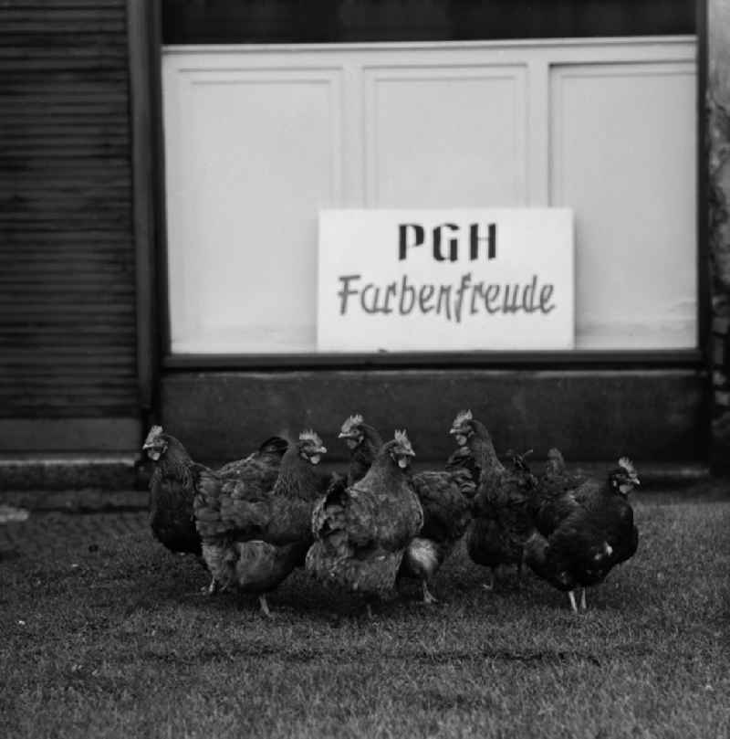 Free-range chickens in front of PGH Farbenfreude in Bitterfeld - Wolfen, Saxony - Anhalt