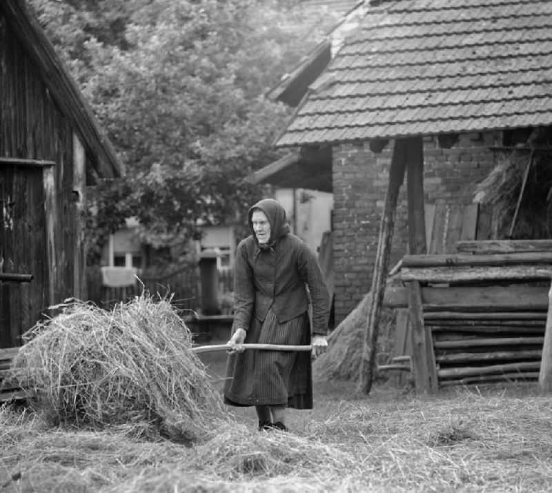 Farmers harvesting straw and hay on agricultural fields and farmland of a Sorbian farmer's wife on a farm in the Spray district in Boxberg, Baden-Wuerttemberg on the territory of the former GDR, German Democratic Republic. A very old Serbian woman in a conventional day dress stacks hay on a haystack with a fork