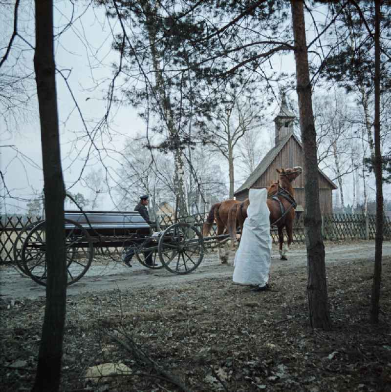 Funeral service for the funeral in the Spray district in Boxberg/Oberlausitz, Saxony in the territory of the former GDR, German Democratic Republic. A barrow carrying a wooden coffin is pulled along a path by a horse. In the foreground a Sorbian in white mourning costume