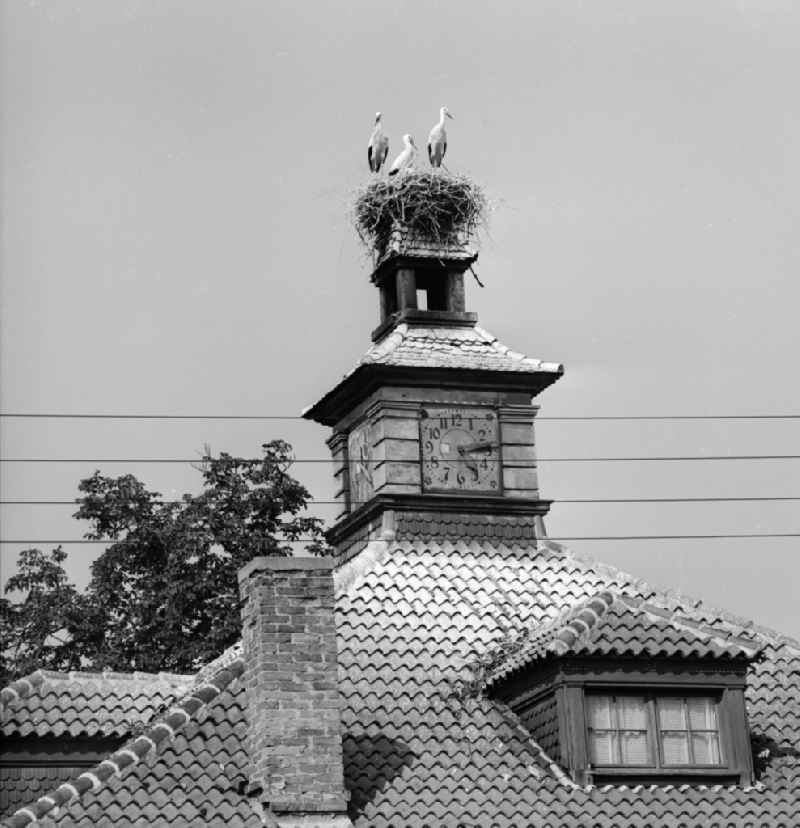 Stork with white storks on a house roof in Brandenburg an der Havel in today's Brandenburg