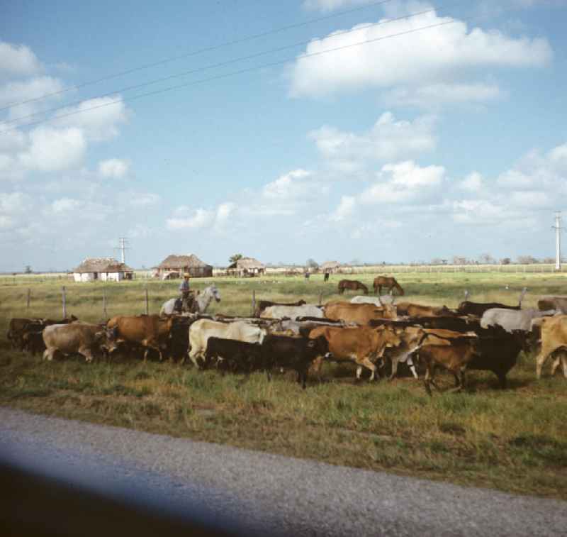 Kubanische Rinderzüchter treiben die Herde über die Weide bei Camagüey in Kuba.