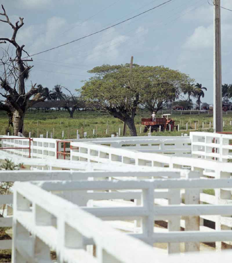 Blick auf eine kubanische Rinderzucht-Farm bei Camagüey.
