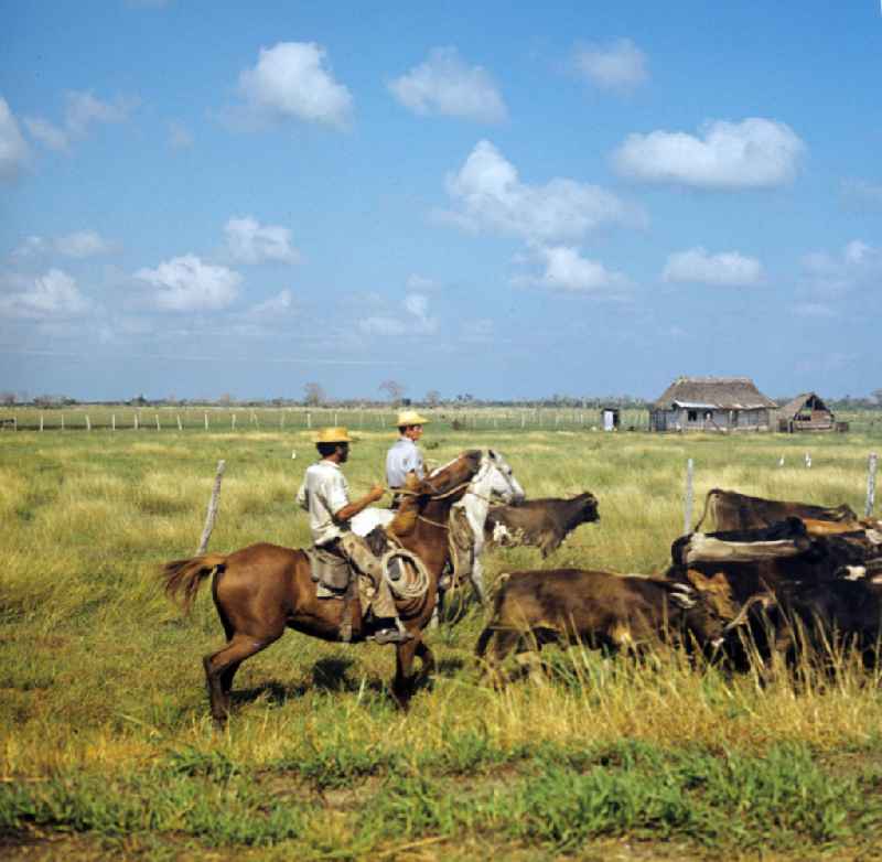 Kubanische Rinderzüchter treiben die Herde über die Weidebei Camagüey in Kuba.