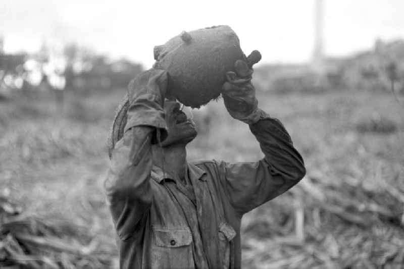Die Zuckerrohrernte - die sogenannte Zafra - erfolgt in Kuba noch meist auf traditionelle Weise, hier erfrischt sich ein Arbeiter mit Wasser aus der Trinkflasche in der kubanischen Provinz Camagüey.