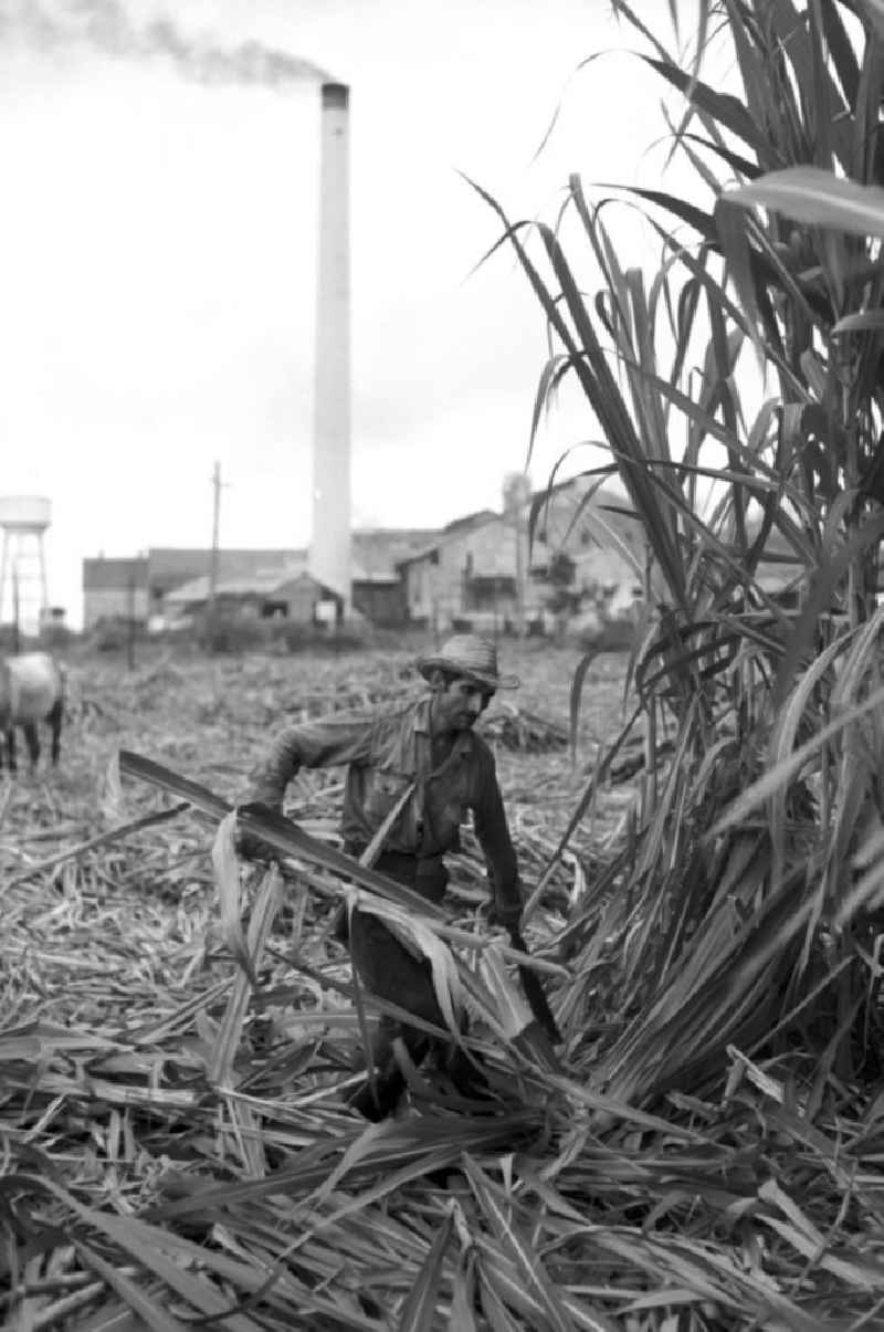 Die Zuckerrohrernte - die sogenannte Zafra - erfolgt in Kuba noch meist auf traditionelle Weise, hier ein Arbeiter bei der Ernte des Zuckerrohrs mit der Machete in der kubanischen Provinz Camagüey.