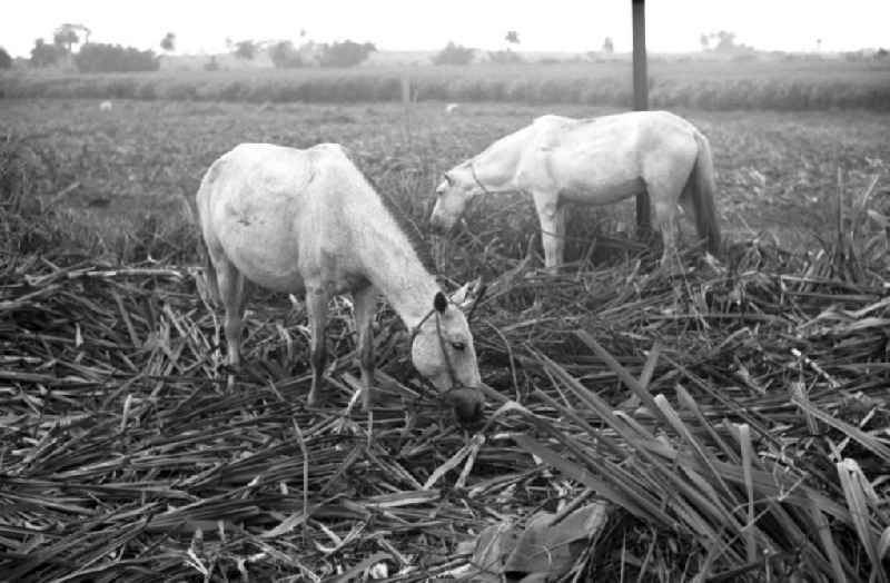 Die Zuckerrohrernte - die sogenannte Zafra - erfolgt in Kuba noch meist auf traditionelle Weise, hier zwei Pferde im abgeernteten Zuckerrohrfeld in der kubanischen Provinz Camagüey.