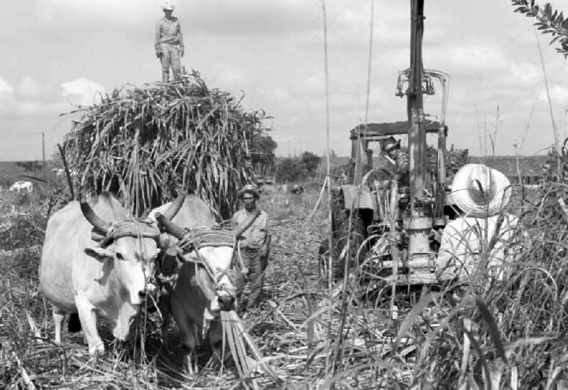 Die Zuckerrohrernte - die sogenannte Zafra - erfolgt in Kuba noch meist auf traditionelle Weise, hier wird das per Hand geschnittene Rohr mit Hilfe eines Traktors auf einen Wagen gehoben.