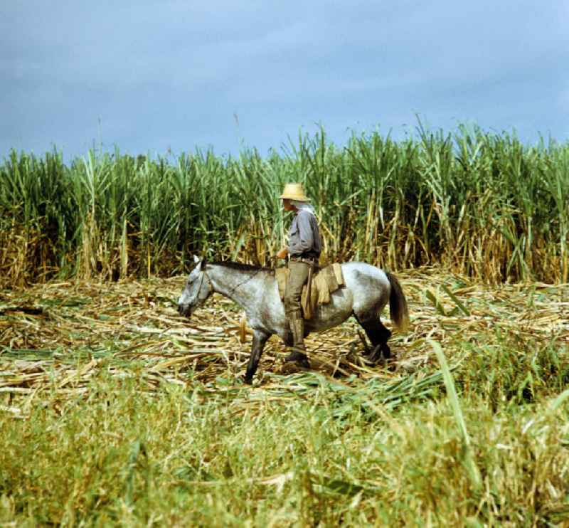 Die Zuckerrohrernte - die sogenannte Zafra - erfolgt in Kuba noch meist auf traditionelle Weise, hier reitet ein Arbeiter auf einem Maultier durch ein Zuckerrohrfeld. Sugar cane harvest, the so-called Zafra, in Cuba.