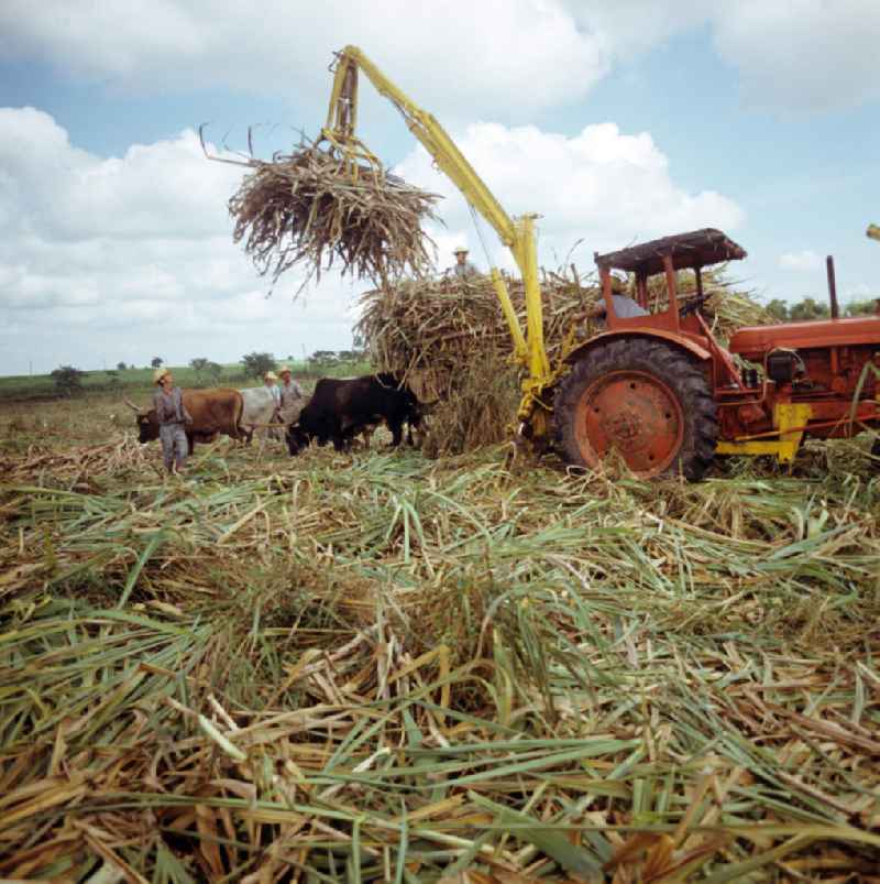 Die Zuckerrohrernte - die sogenannte Zafra - erfolgt in Kuba noch meist auf traditionelle Weise, hier wird das per Hand geschnittene Rohr mit Hilfe eines Traktors auf einen von Ochsen gezogenen Wagen gehoben. Sugar cane harvest,  the so-called Zafra, in Cuba.