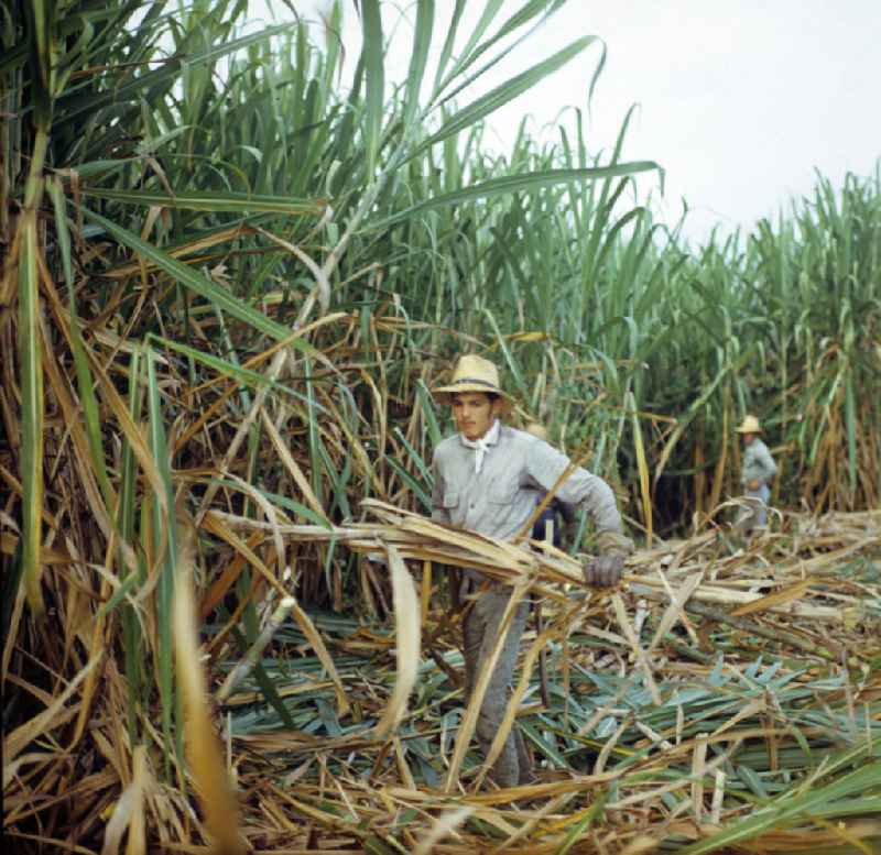 Die Zuckerrohrernte - die sogenannte Zafra - erfolgt in Kuba noch meist auf traditionelle Weise, hier Arbeiter bei der Ernte im Zuckerrohrfeld. Sugar cane harvest, the so-called Zafra, in Cuba.