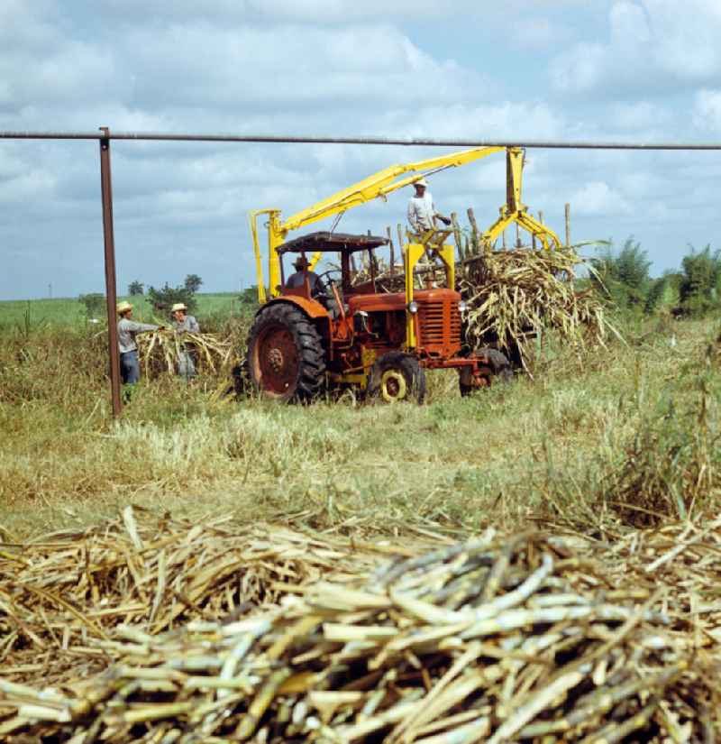 Die Zuckerrohrernte - die sogenannte Zafra - erfolgt in Kuba noch meist auf traditionelle Weise, hier wird das per Hand geschnittene Rohr mit Hilfe eines Traktors auf einen Wagen gehoben. Sugar cane harvest, the so-called Zafra, in Cuba.
