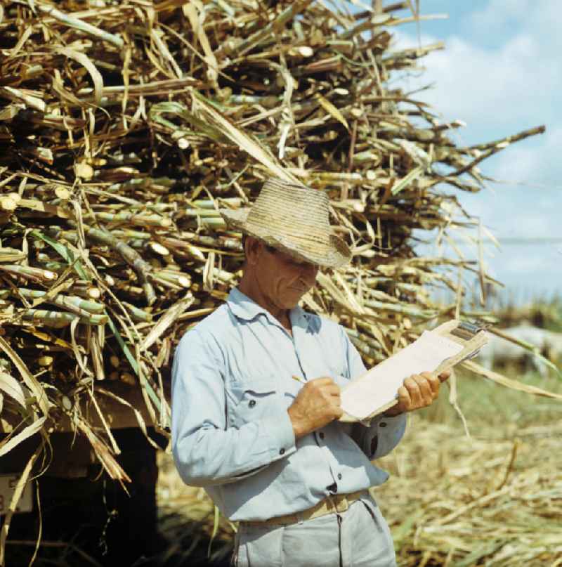 Die Zuckerrohrernte - die sogenannte Zafra - erfolgt in Kuba noch meist auf traditionelle Weise, hier kontrolliert ein Arbeiter die Ernte des Zuckerrohrs. Sugar cane harvest, the so-called Zafra, in Cuba.