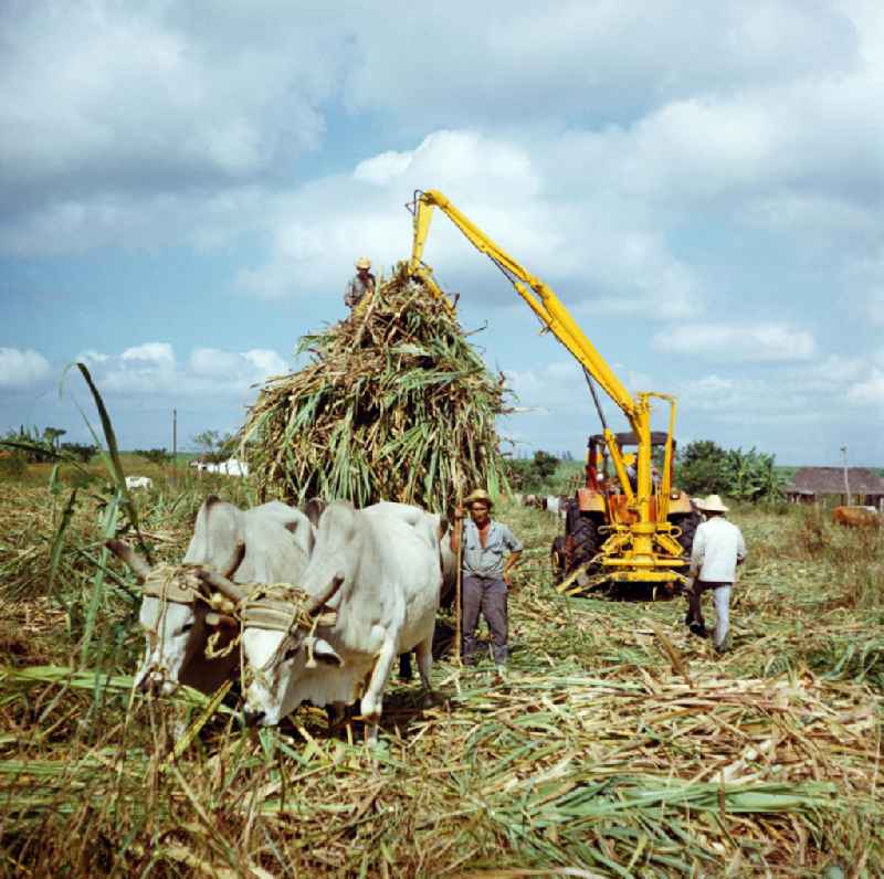 Die Zuckerrohrernte - die sogenannte Zafra - erfolgt in Kuba noch meist auf traditionelle Weise, hier wird das per Hand geschnittene Rohr mit Hilfe eines Traktors auf einen von Ochsen gezogenen Wagen gehoben. Sugar cane harvest, the so-called Zafra, in Cuba.