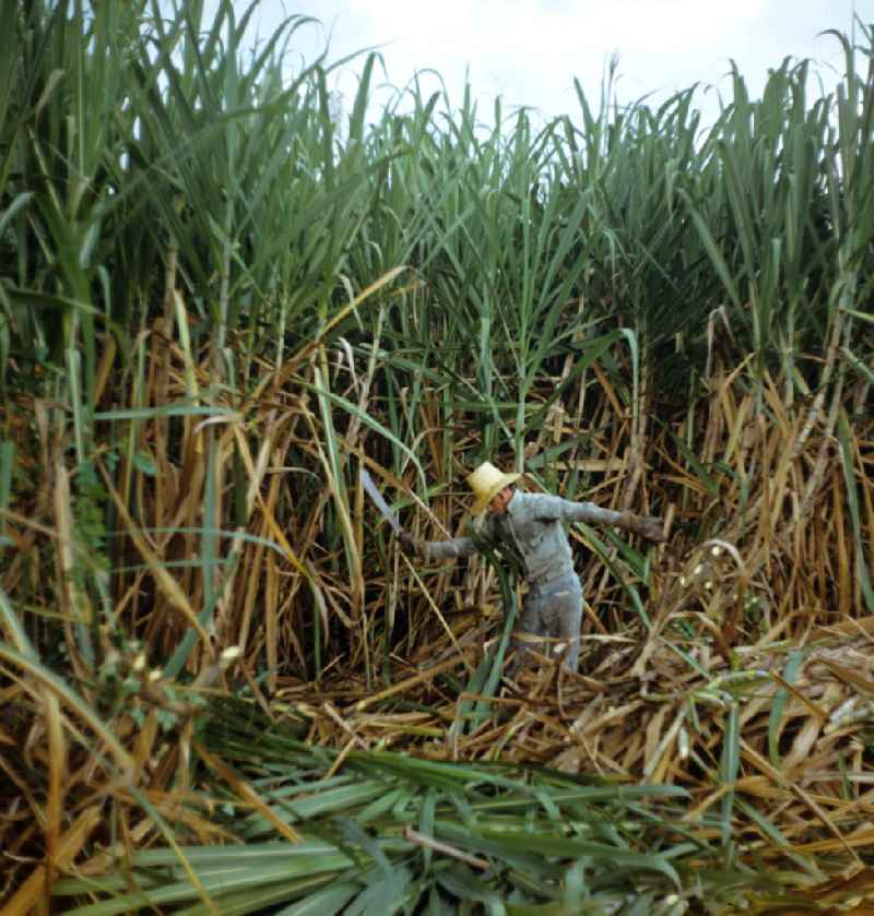 Die Zuckerrohrernte - die sogenannte Zafra - erfolgt in Kuba noch meist auf traditionelle Weise, hier ein Arbeiter bei der Ernte des Zuckerrohrs mit der Machete. Sugar cane harvest, the so-called Zafra, in Cuba.