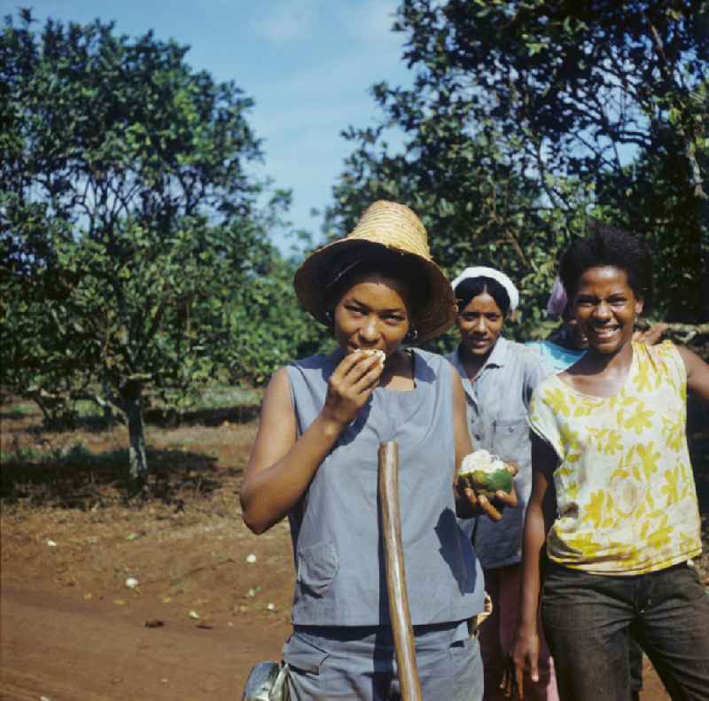 Zum Ernteeinsatz haben sich kubanische jugendliche Mädchen in einem Camp in der Provinz Ciego de Ávila in Zentral-Kuba zusammengefunden - ein Mädchen ißt eine der geernteten Zitrusfrüchte. Girls as harvest hand in a Girls-Camp in the province Ciego de Ávila - Cuba.