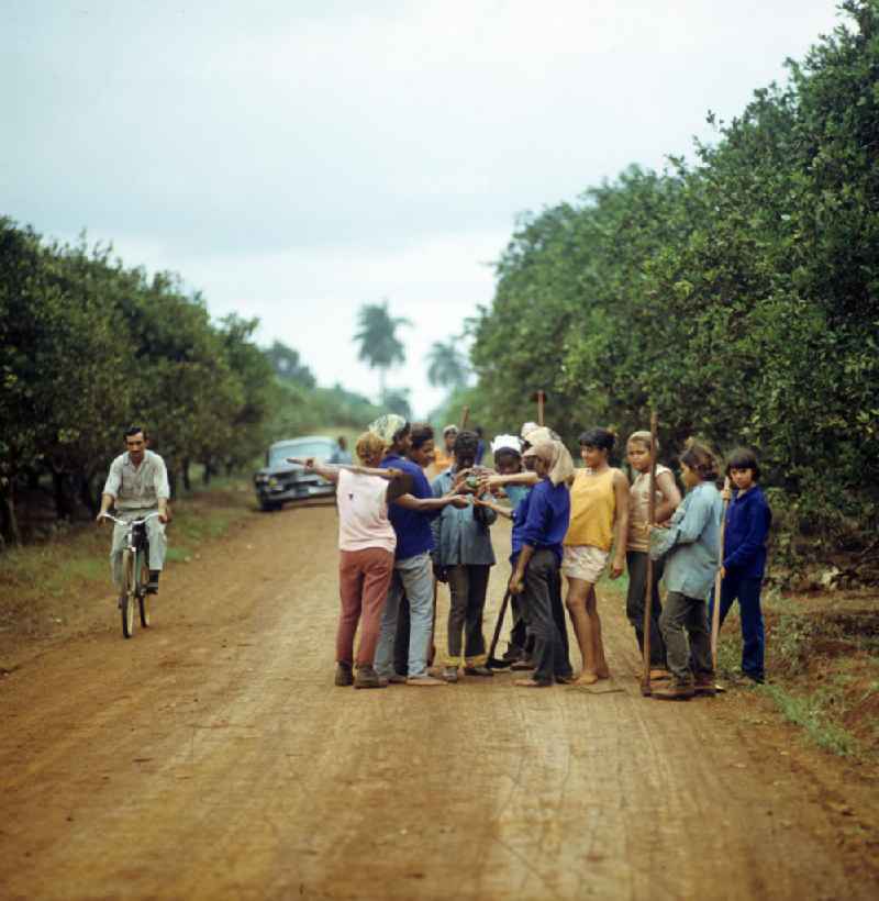 Zum Ernteeinsatz haben sich kubanische jugendliche Mädchen in einem Camp in der Provinz Ciego de Ávila in Zentral-Kuba zusammengefunden. Girls as harvest hand in a Girls-Camp in the province Ciego de Ávila - Cuba.