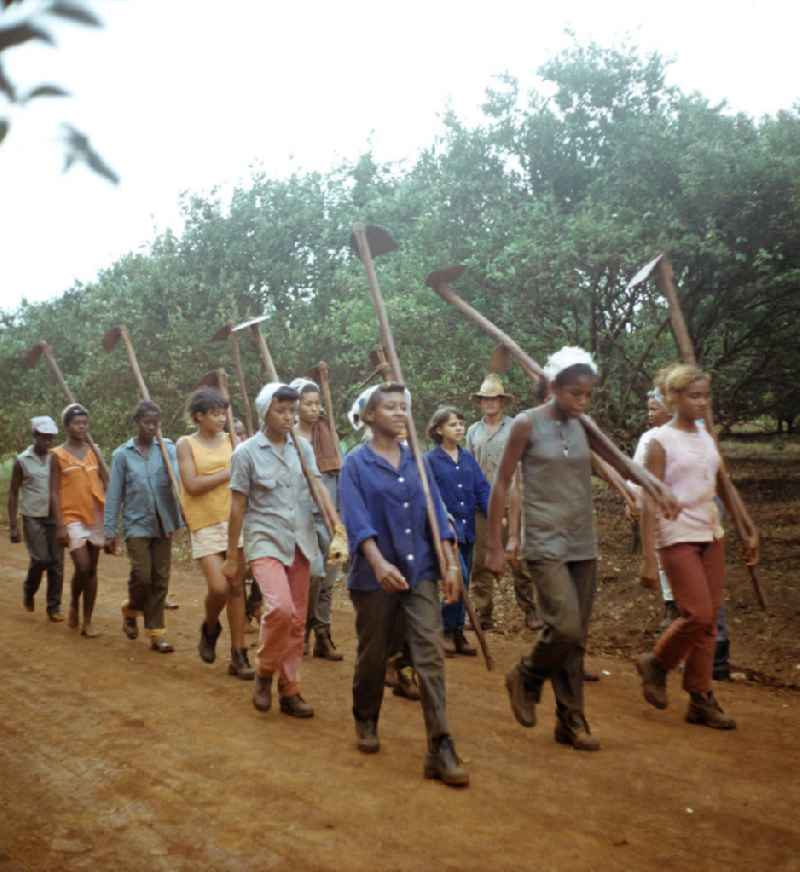 Zum Ernteeinsatz haben sich kubanische jugendliche Mädchen in einem Camp in der Provinz Ciego de Ávila in Zentral-Kuba zusammengefunden. Girls as harvest hand in a Girls-Camp in the province Ciego de Ávila - Cuba.