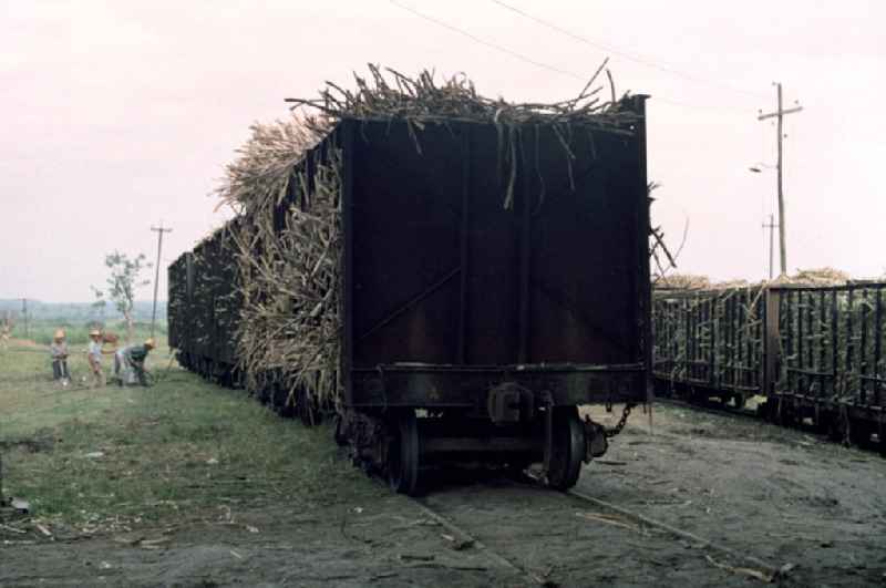 Transport des Zuckerrohrs in eine Zuckerfabrik in Cienfuegos. In den 60er und 7