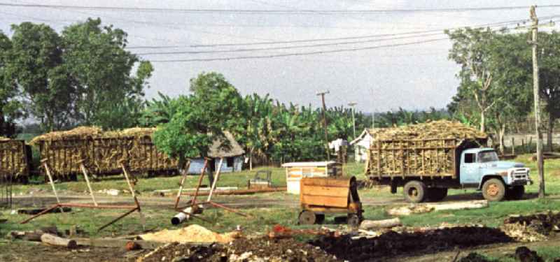 Transport des Zuckerrohrs in eine Zuckerfabrik in Cienfuegos. In den 60er und 7