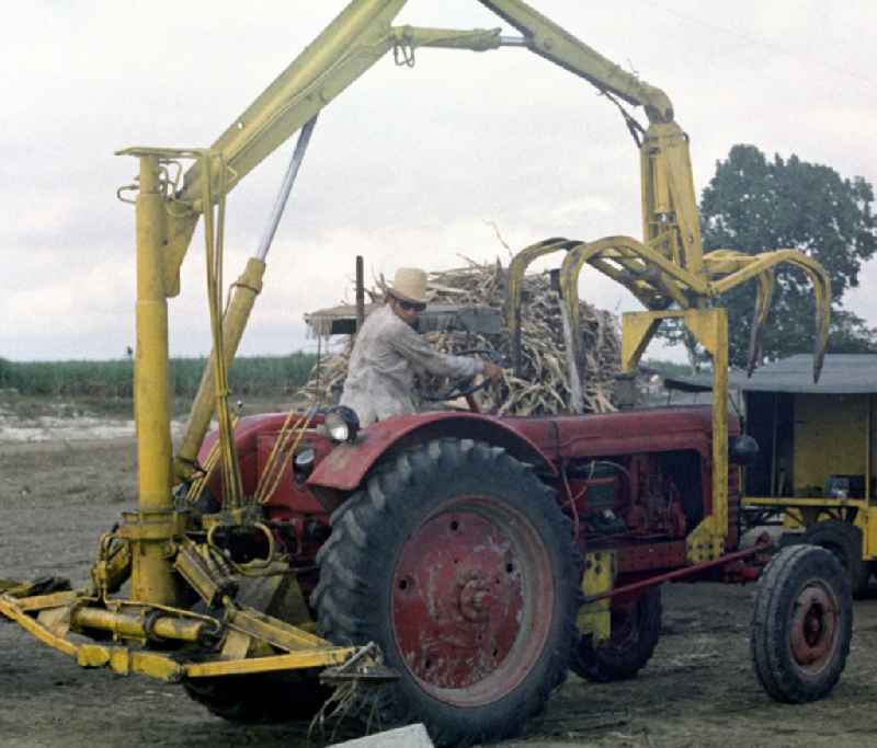 Allmählich hält die Technik Einzug in die traditionelle Zuckerrohrernte, die sogenannte Zafra, in Kuba - hier Traktoren, mit deren Hilfe das per Hand geschnittene Rohr auf dem Feld für den Abtransport auf die Wagen geladen wird. In den 60er und 7
