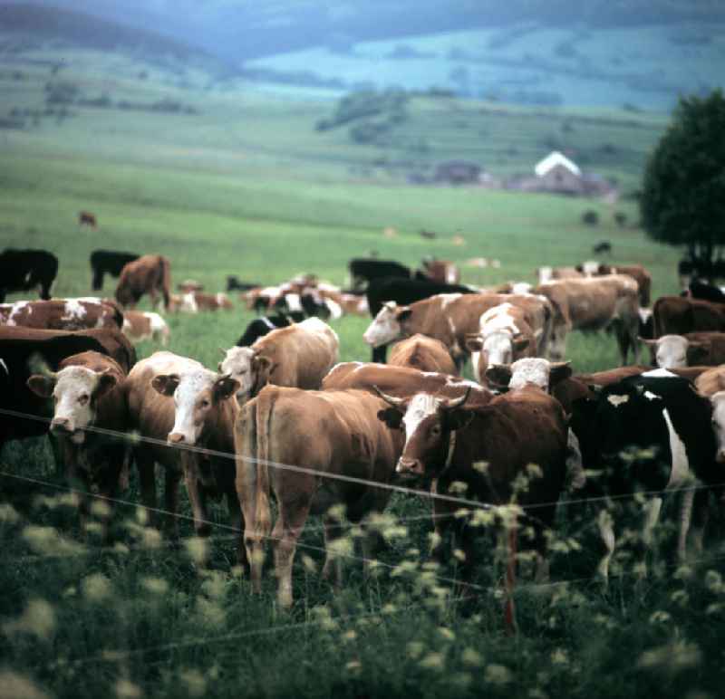 Kühe auf einer Weide bei Brotterode am Inselsberg im Thüringer Wald. Der Thüringer Wald mit seinen Wander- und Erholungsmöglichkeiten war ein beliebtes Urlaubsziel in der DDR.