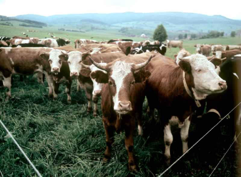 Kühe auf einer Weide bei Brotterode am Inselsberg im Thüringer Wald. Der Thüringer Wald mit seinen Wander- und Erholungsmöglichkeiten war ein beliebtes Urlaubsziel in der DDR.