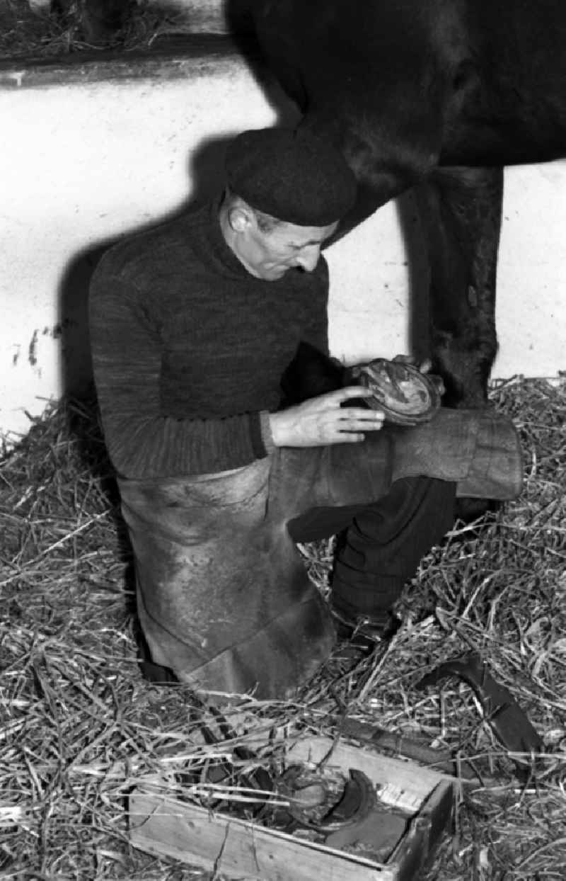 Farrier - Farrier shoeing horses' hooves in Dresden in the state Saxony on the territory of the former GDR, German Democratic Republic