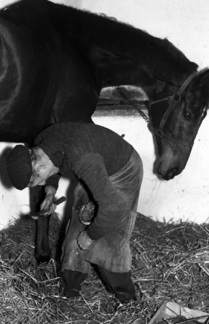 Farrier - Farrier shoeing horses' hooves in Dresden in the state Saxony on the territory of the former GDR, German Democratic Republic