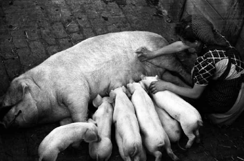 Woman puts piglets to suckle on a sow in an publicly owned property animal breeding in Pillnitz in Dresden in the state Saxony on the territory of the former GDR, German Democratic Republic