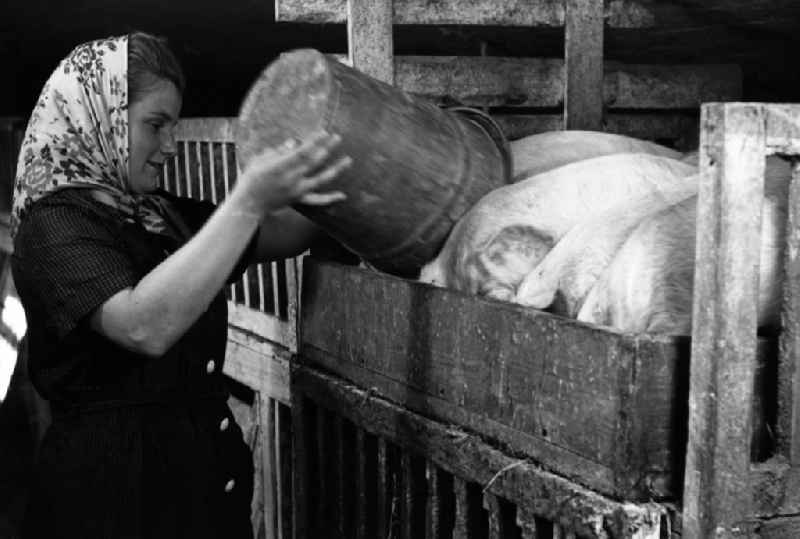 Woman with headscarf dumps food from a bucket into the pig's bowl of the pigs in an publicly owned property animal breeding in Pillnitz in Dresden in the state Saxony on the territory of the former GDR, German Democratic Republic