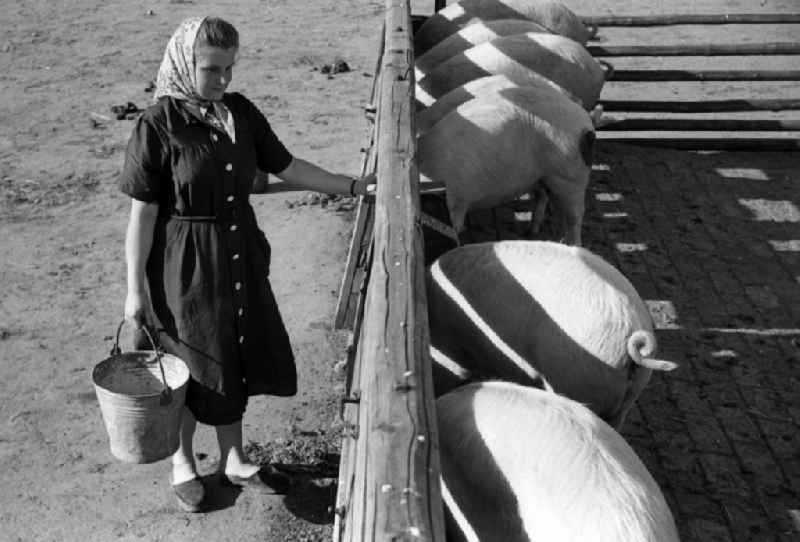 Woman with headscarf dumps food from a bucket into the pig's bowl of the pigs in an publicly owned property animal breeding in Pillnitz in Dresden in the state Saxony on the territory of the former GDR, German Democratic Republic