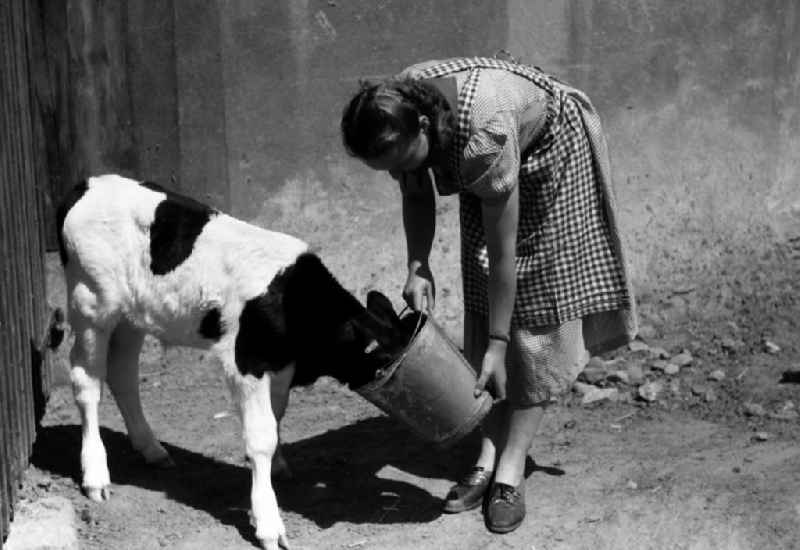 Woman feeding a calf from a bucket in an publicly owned property animal breeding in Pillnitz in Dresden in the state Saxony on the territory of the former GDR, German Democratic Republic