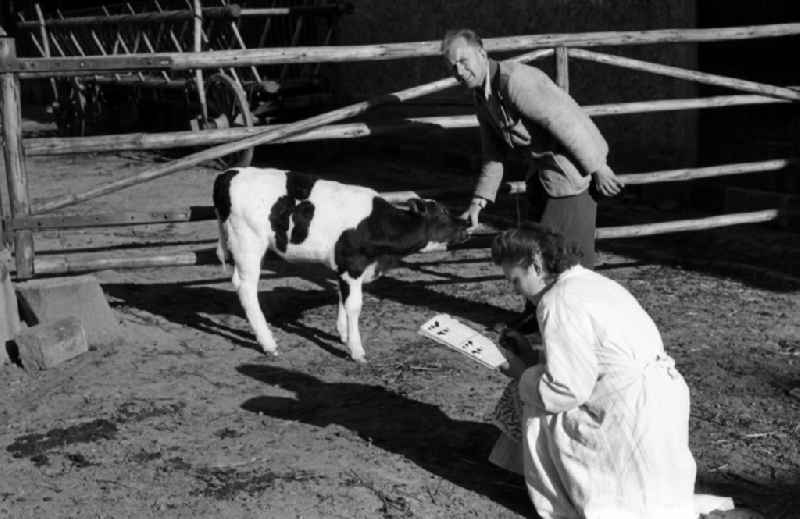 Woman taking notes on the development of a calf in an publicly owned property animal breeding in Pillnitz in Dresden in the state Saxony on the territory of the former GDR, German Democratic Republic