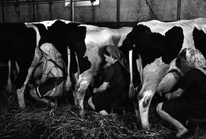 Women with headscarves milking cows in the barn in an publicly owned property animal breeding in Pillnitz in Dresden in the state Saxony on the territory of the former GDR, German Democratic Republic