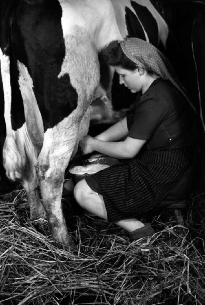 Woman with headscarf milking a cow in the barn in an publicly owned property animal breeding in Pillnitz in Dresden in the state Saxony on the territory of the former GDR, German Democratic Republic